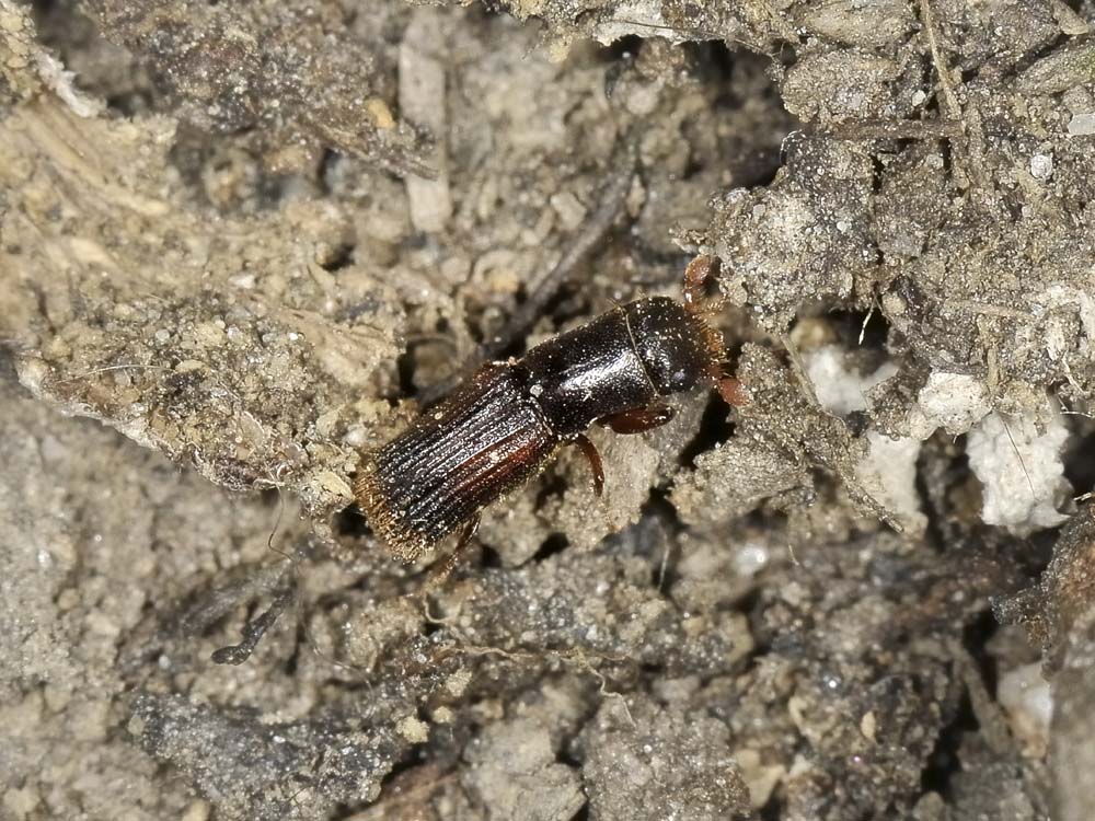 Platypus cylindrus - Curculionidae Platypodinae